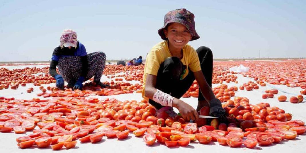 Emekle yetiştirildi, güneşte kurutuldu! Rusya, Amerika ve tüm Avrupa… Herkesin sofrasını şenlendiriyor 1